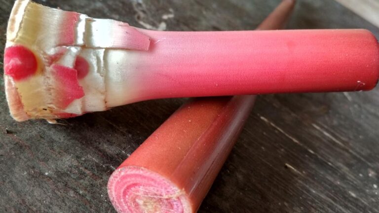 4 Trik Mengolah Kecombrang agar Aromanya Tetap Segar dan Bebas Langu